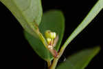 Florida leaf-flower